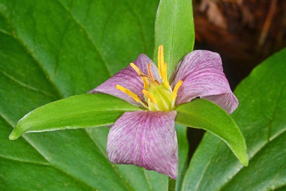 trillium ovatum 2 graphic